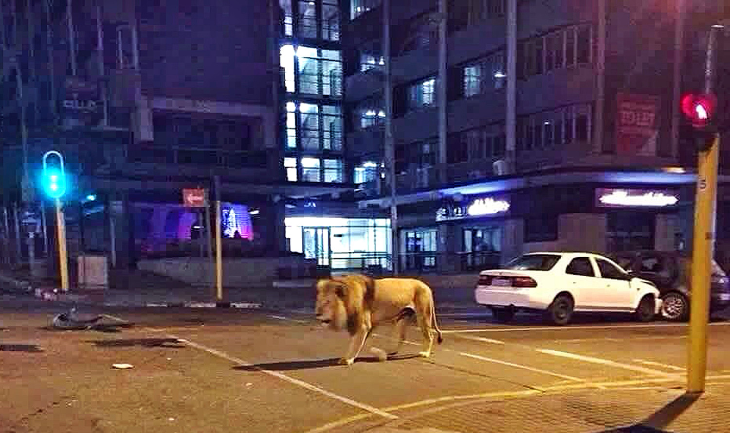 Es falso que el gobierno ruso liberó leones para que la gente no salga de sus casas